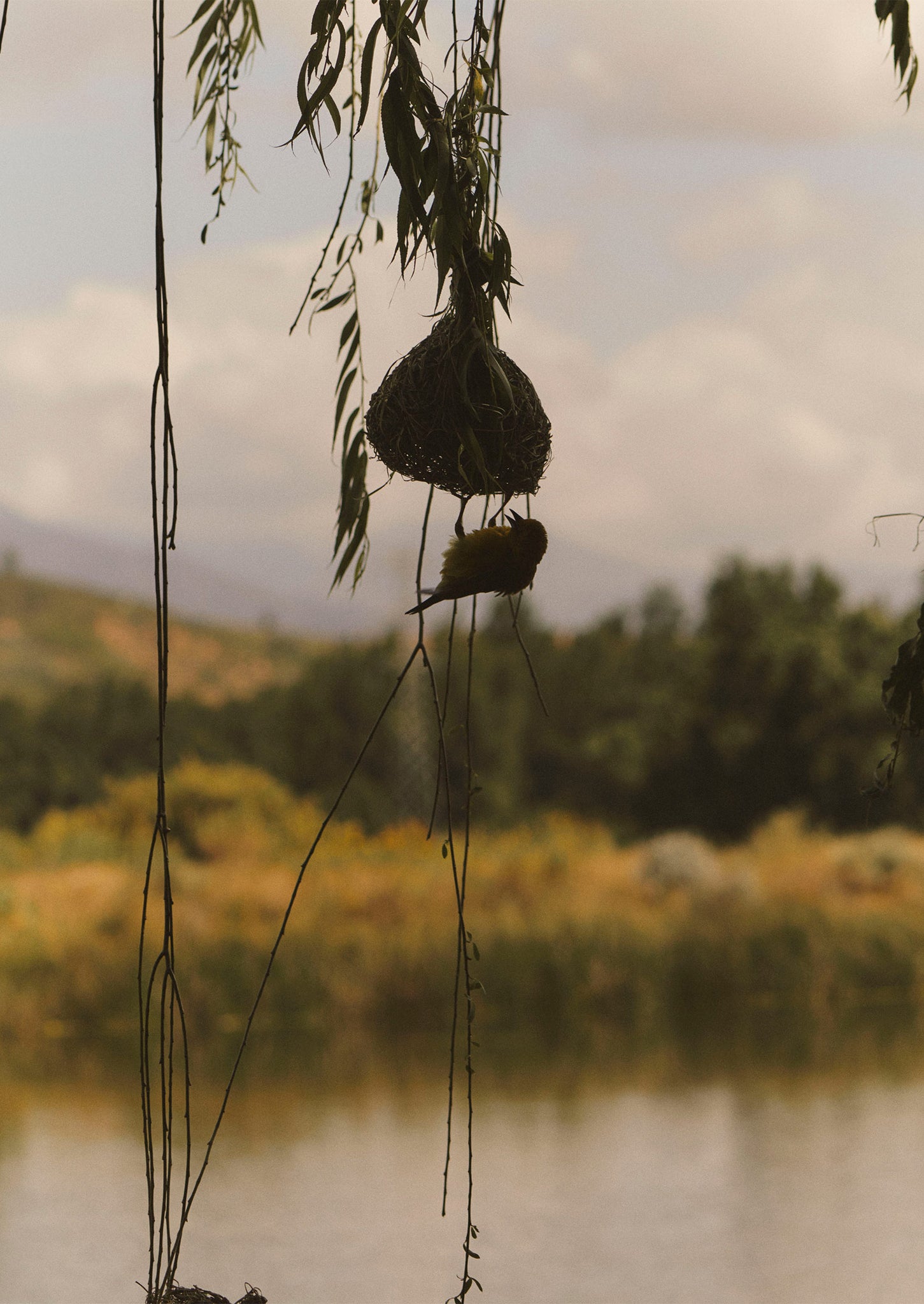 Veta Vera Grass Bird Nester | Natural