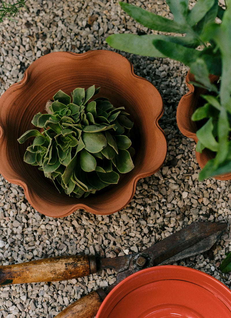 Willow Pottery Herb Pot | Terracotta