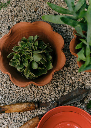 Willow Pottery Herb Pot | Terracotta