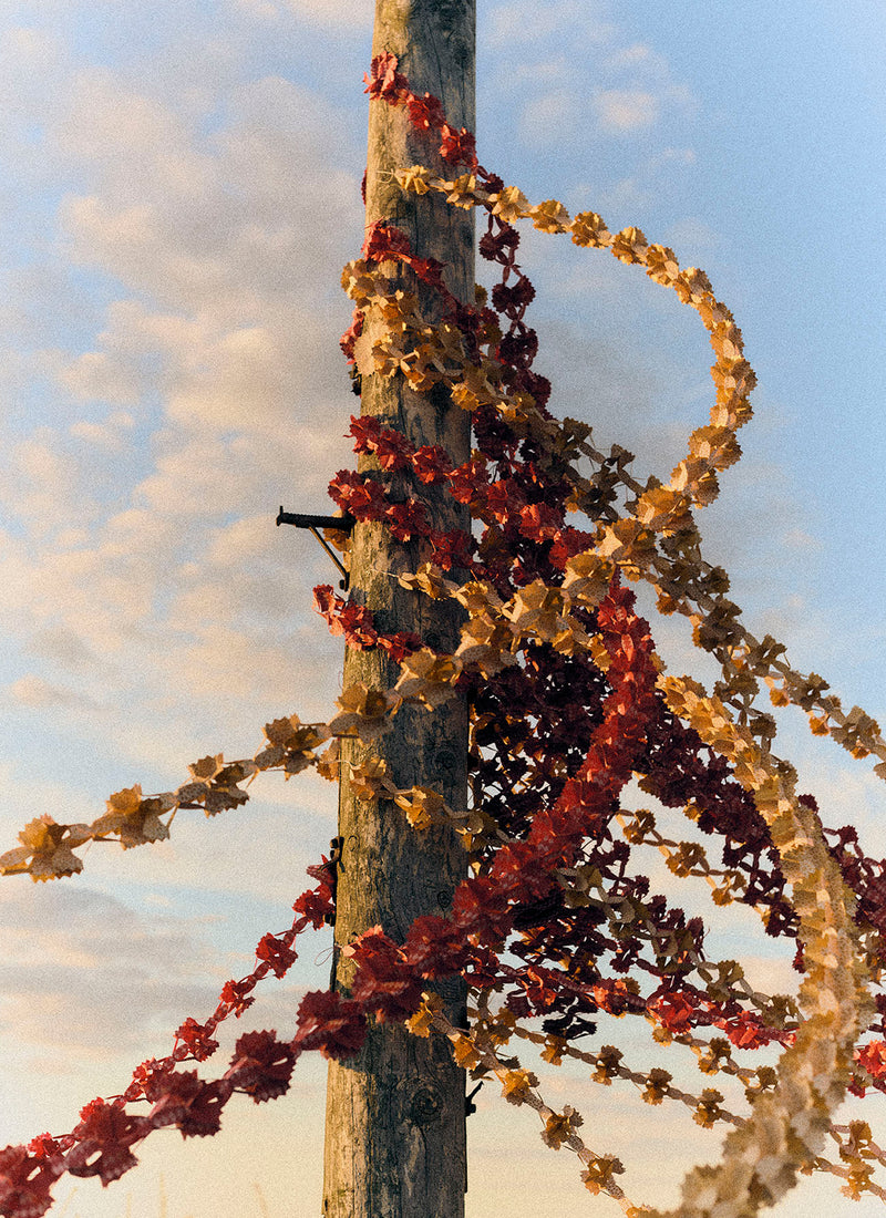 Printed Paper Streamer | Honey/Ecru